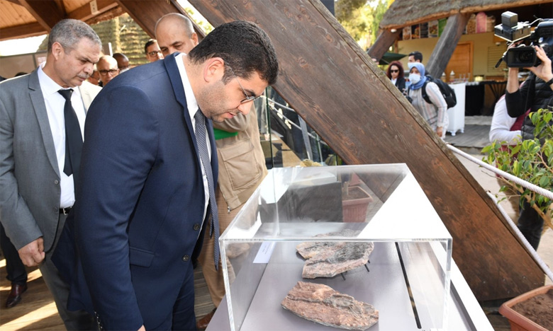 Rapatriement d’un crâne fossilisé de crocodile au Jardin zoologique de Rabat