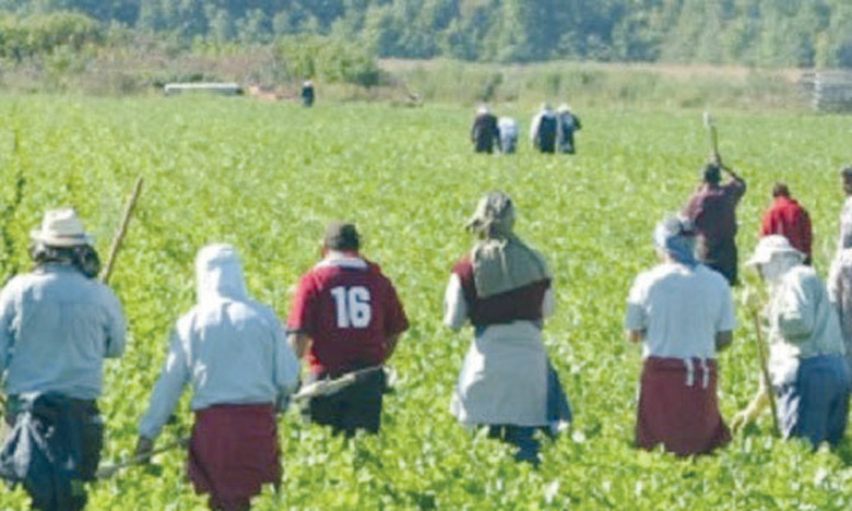 Agriculture solidaire : Des projets de nouvelle génération en gestation